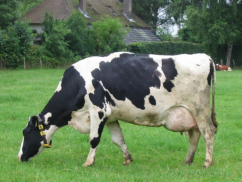 Smuggling of Cows