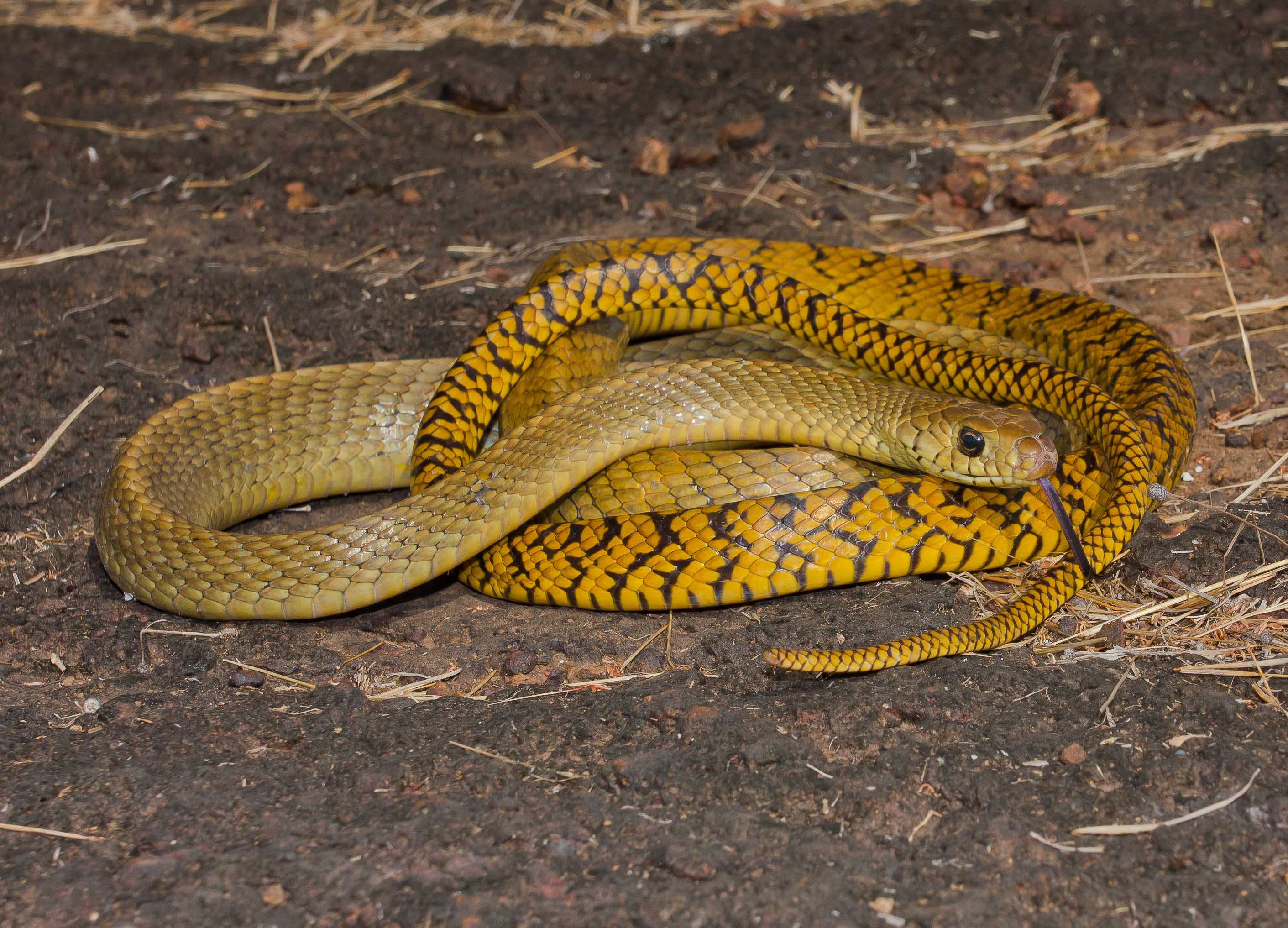 Snake Enthusiasts Rescue and Release 7-Foot Rat Snakes Found in GMCH's Kitchen