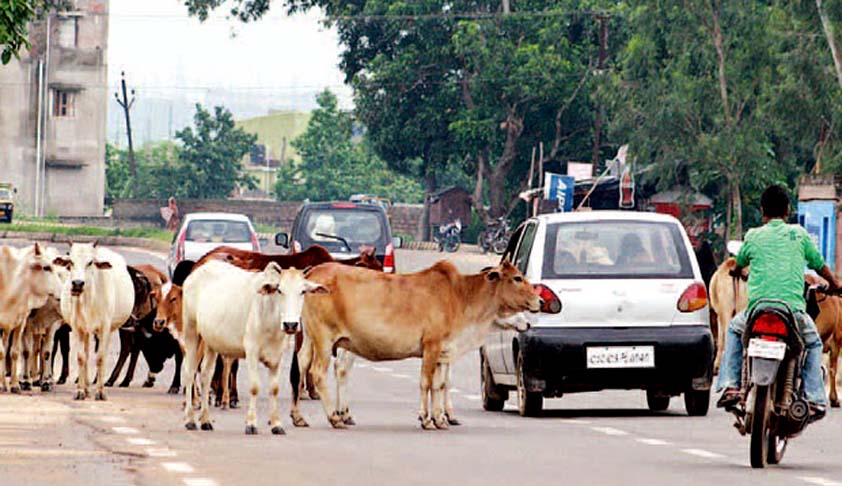 Orange city is now overtaken by the Cows of the city