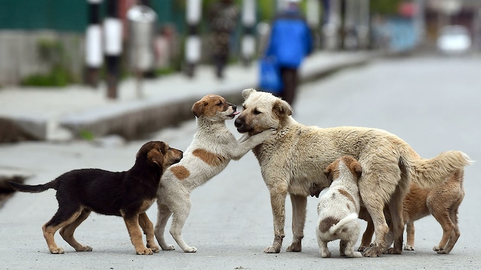 Nagpur Municipal Corporation to Provide Shelter for 90,000 Stray Dogs