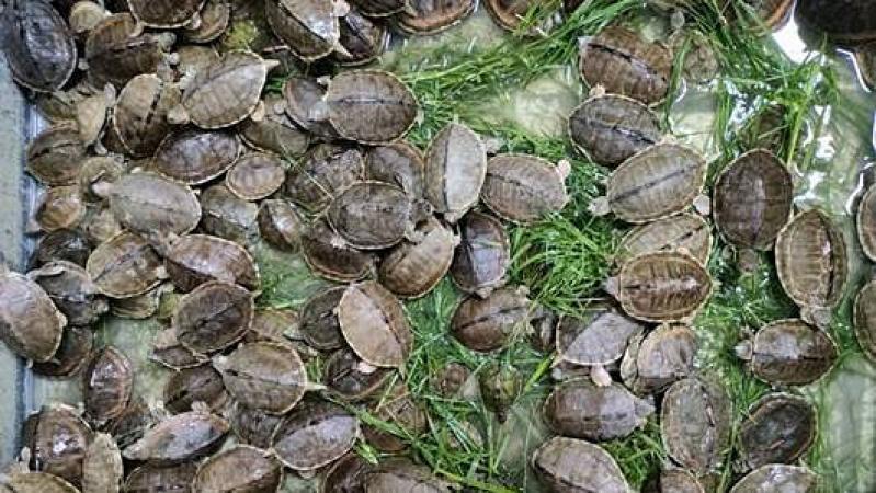 Directorate of Revenue Intelligence Seizes 955 Baby Turtles, Arrests Six