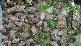 Directorate of Revenue Intelligence Seizes 955 Baby Turtles, Arrests Six
								