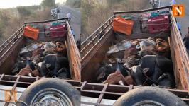 Pick-Up Van Carrying Smuggled Cows Crashes on Jamsaoli Road, One Cow Dies
								