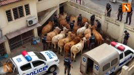 10 Cattle Saved from Slaughter in Sadar, Shifted to Dhantoli Gauraksha
								