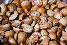 FDA Busts Betel Nut Smuggling Ring: Seizes Rs 3.36 Crore Worth from Priti Industries and Farmico Cold Chain in Nagpur
								