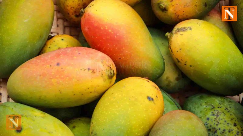 Nagpur Trader Assaulted, 300 kg of Mangoes Looted in Daring Daylight