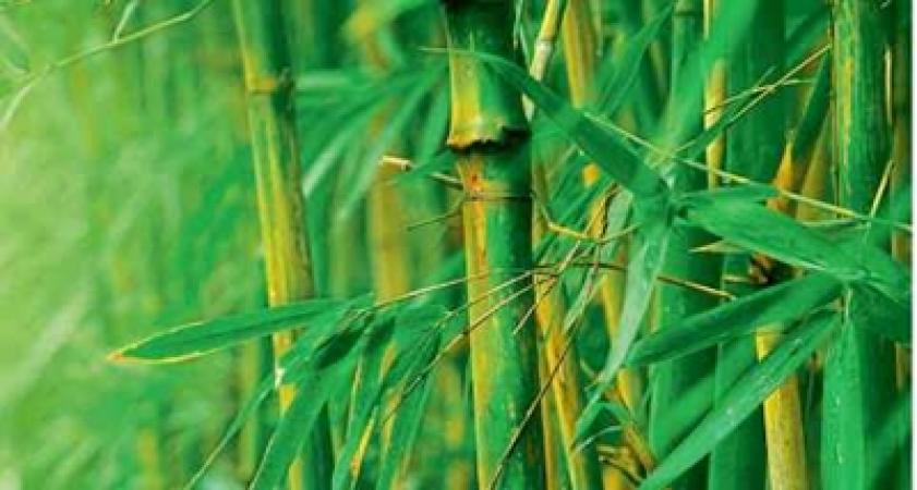 Nagpur Railway Station Showcases Popular Bamboo Items Through