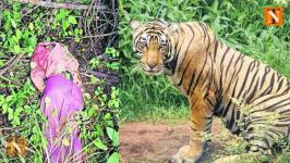 Tragic Tiger Attack Sparks Violence Against Forest Officials in Ramtek
								
