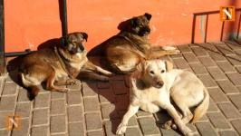 Nagpur: Stray Dogs Attack and Kill Two-Year-Old Girl in  Gumgaon Area Near Hingna
								
