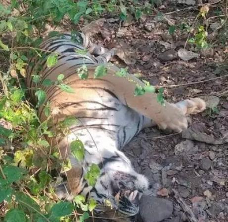 Six Arrested for Killing Tiger in Gadchiroli