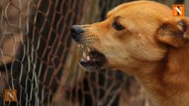 Dog Bites Elderly Man, Case Filed Against Owner in Nagpur
								