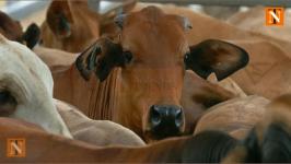 Nagpur Police Arrest Man for Illegal Cattle Transport Near Panjeri Toll Plaza
								