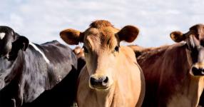 Police Foil Attempted Smuggling of 40 Bovines to Hyderabad Near Pardi
								