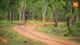 Vidarbha Forest Cover Grows by 128.4 Sq Km, But Key Districts See Major Losses
								