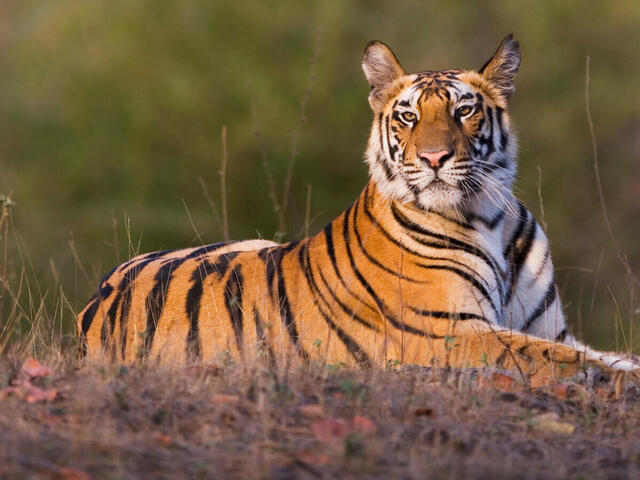 Eight tigers have recently been released into Sahyadri Tiger Reserve